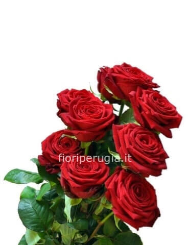 Rose rosse da comporre in mazzo per numero di steli. Rose a gambo lungo di prima scelta