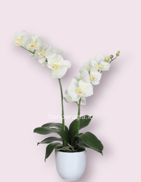 Orchidea Phalaenopsis, diversi colori a richiesta. Vaso in ceramica non incluso