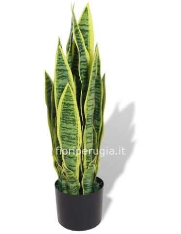 Sanseveria