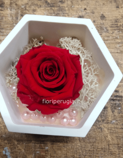 Rosa Mia Rossa
