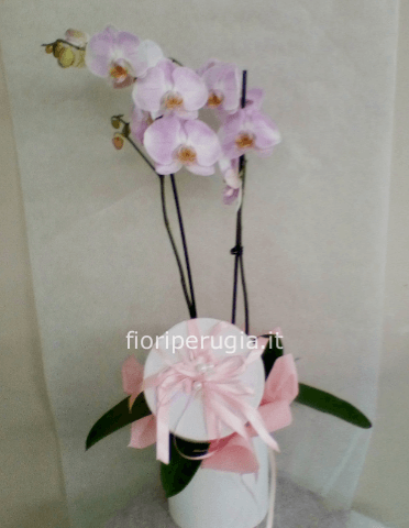 Phalaenopsis Ambra