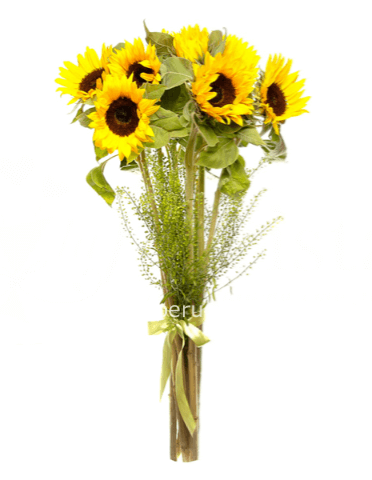 Girasoli