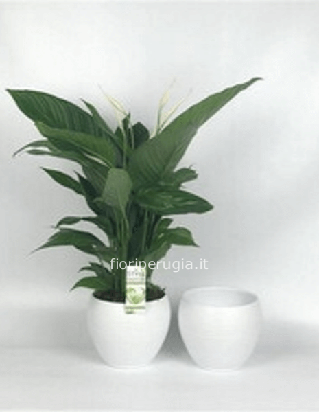 Spathiphyllum vaso ceramica de Lux bianco