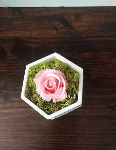 Rosa Mia Rosa