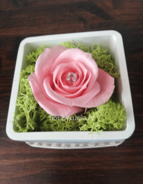 Rosa Mila Rosa