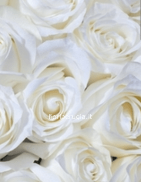 Rose Bianche  da comporre in mazzo per numero di steli a gambo lungo