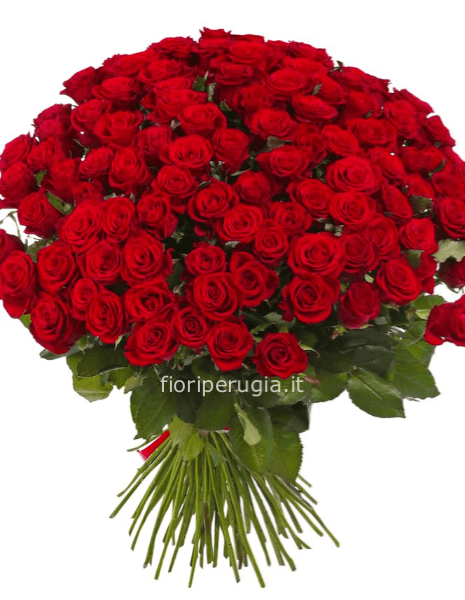 100 Rose Rosse 