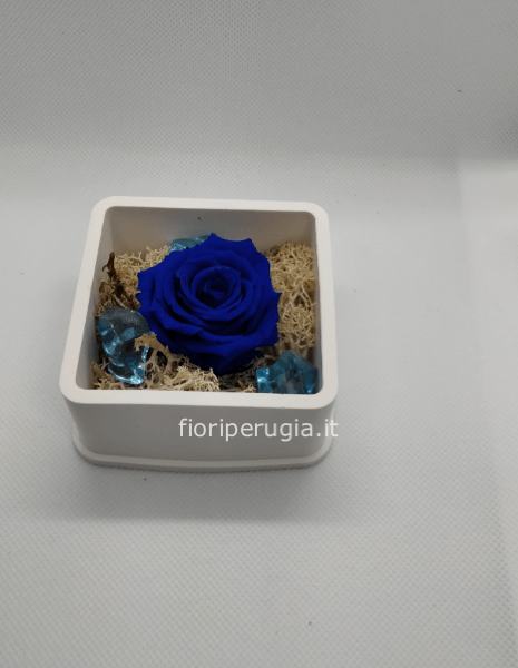 Rosa Mila blu 