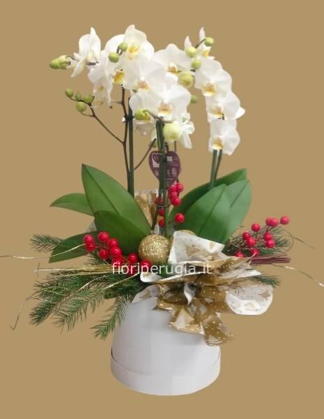 Orchidea delle feste