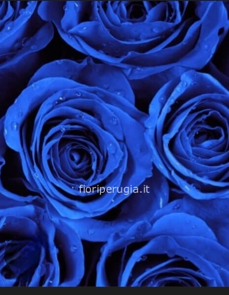 Rose Blu da comporre per numero di steli