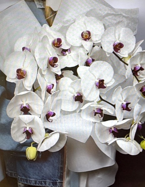 Orchidea Isabella